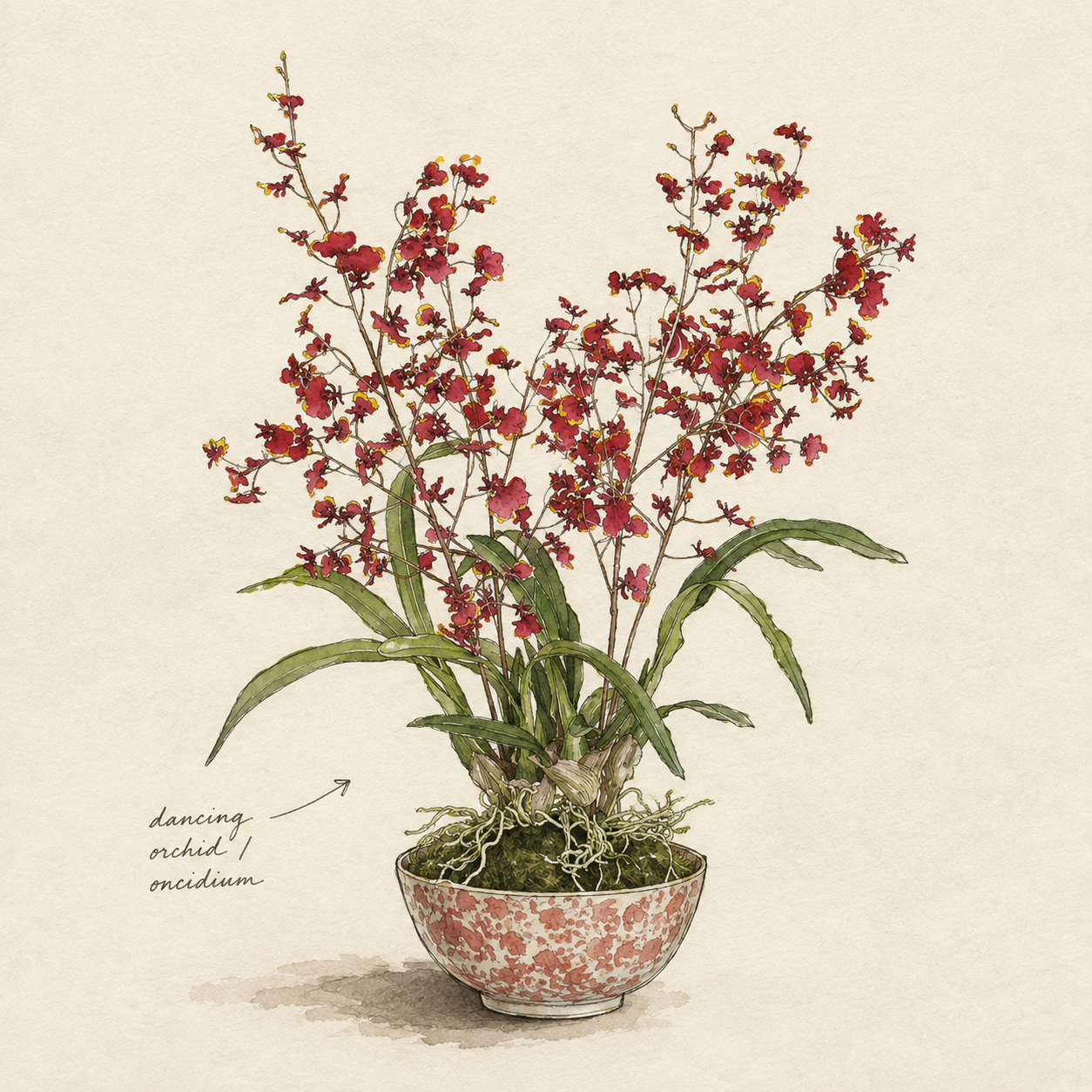 Hand-drawn sketch of a dancing orchid (oncidium) in a patterned bowl